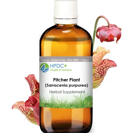 Pitcher Plant (Sarracenia purpurea) Tincture – Herbal Supplement